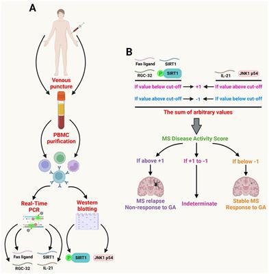 Multiple sclerosis disease activity, a multi-biomarker score of disease activity and response to treatment in multiple sclerosis